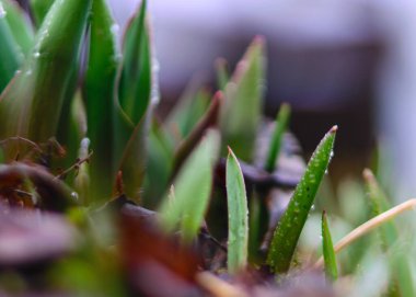 Vahşi lale topraktan geçiyor ve ilk bahar yaprakları olan eski yapraklar.