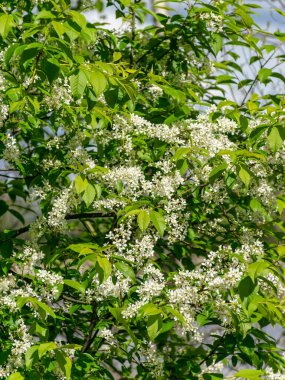 İlk bahar çiçekleriyle resim