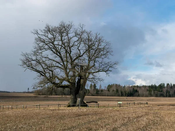 Große Eichenlandschaft Stoppeln Vordergrund Blauer Himmel Mit Wolken Kanepju Eiche — Stockfoto