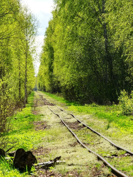Bataklık ormanında ülkeyi boydan boya geçen bahar manzarası