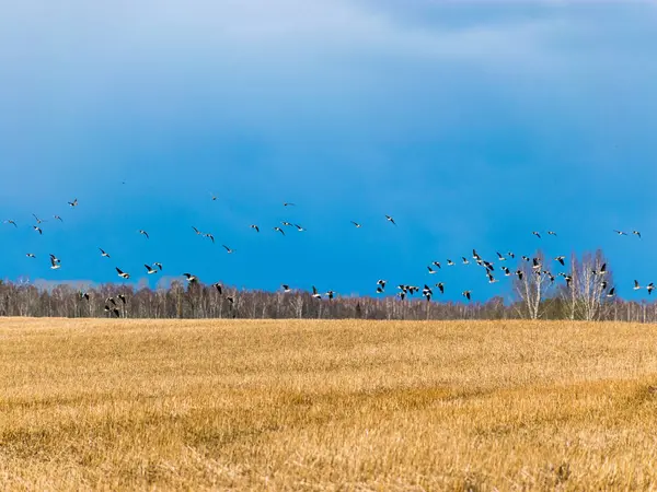 Krajobraz Stodołą Gęsi Polu Pola Rolnicze Świeżym Ścierniskiem Zbiorach Piękne — Zdjęcie stockowe