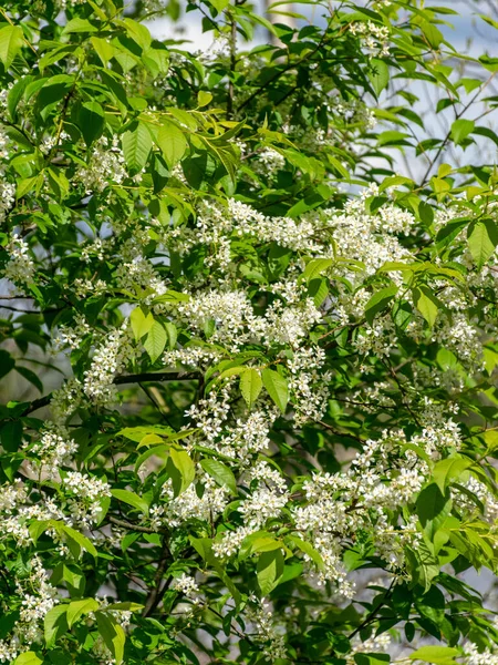 İlk bahar çiçekleriyle resim