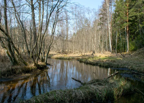 Ранній Весняний Краєвид Невеликою Дикою Річкою Голими Деревами Відображенням Воді — стокове фото
