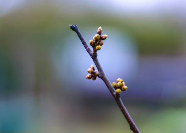 Kiraz ağacı dalı, ilk tomurcuklar, bulanık arka plan, bahar