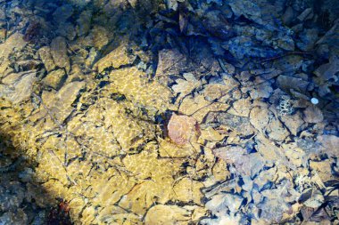 Su altındaki bir gölün kıyısındaki donmuş yaprakların soyut görüntüsü, arka plan için uygundur.