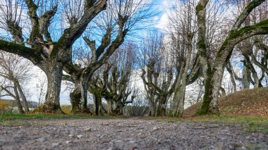 Malikane parkındaki güzel ıhlamur ağacı sokağı, yapraksız sonbaharda ağaçlar yaprak dokusunda, eski ağaç gövdeleri, soyut şekillerde kıvrılmış ağaç dalları, Katvaru malikanesi, Letonya iç çamaşırları,