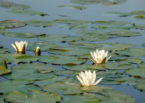 Красивый Пейзаж Лугом Водяной Лилии Водяные Лилии Зелеными Листьями Плавающие — стоковое фото