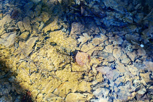 Su altındaki bir gölün kıyısındaki donmuş yaprakların soyut görüntüsü, arka plan için uygundur.