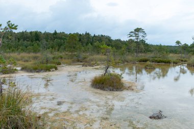 Bir yosun bataklığının kenarında oluşan sülfür göletli arazi, hidrojen sülfür kaynakları Raganu bataklığı, Letonya 'dan gelen su akışıyla desteklenir ve korunur.