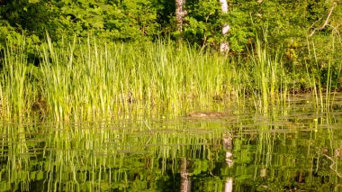 Göl kenarındaki yeşil manzara, sakin sulardaki ağaç yansımaları, yaz zamanı.