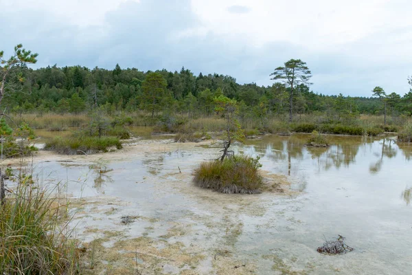 Bir yosun bataklığının kenarında oluşan sülfür göletli arazi, hidrojen sülfür kaynakları Raganu bataklığı, Letonya 'dan gelen su akışıyla desteklenir ve korunur.