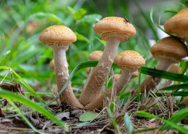 Bir grup mantarlı fotoğraf, arka planda bulanık mantarlı siluetler, sonbahar zamanı