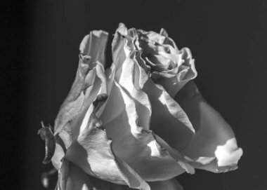 Güzel, basit siyah beyaz gül çiçeği, çiçeğin yakın plan görüntüsü, siyah beyaz fotoğraf.