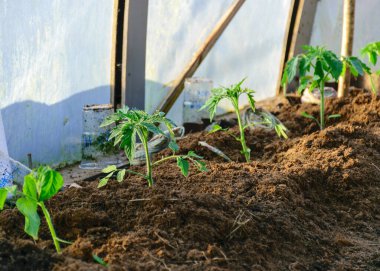 İlkbaharın başlarında domates fideleri, basit sinema serası, bahçıvanın konsepti, bitki yetiştirme.