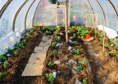 İlkbaharın başlarında domates fideleri, basit sinema serası, bahçıvanın konsepti, bitki yetiştirme.