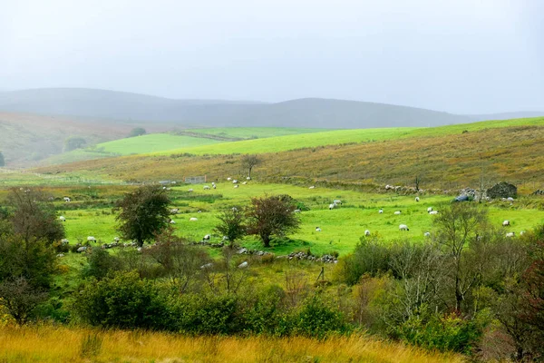 Sumpfiges Gelände Traditionelle Irische Landschaft Wolkenverhangener Himmel Reise Und Tourismuskonzept — Stockfoto