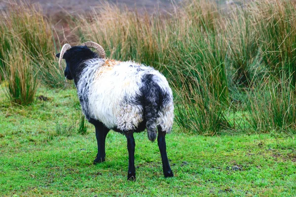 Paysage Rural Automne Troupeau Moutons Peints Dans Une Belle Prairie — Photo