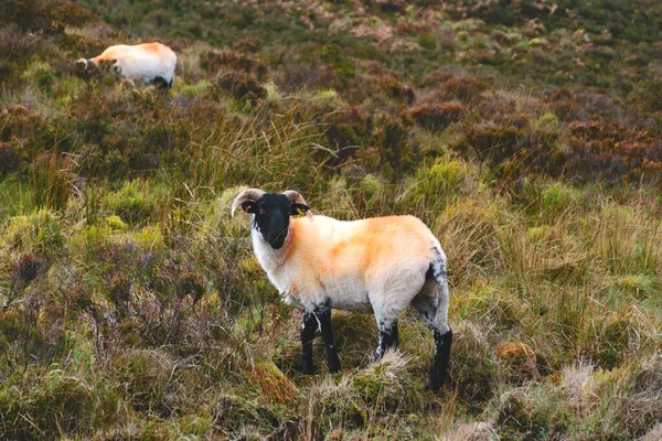 Eine Schafgruppe Die Auf Einer Koppel Auf Einem Bauernhof Weidet — Stockfoto