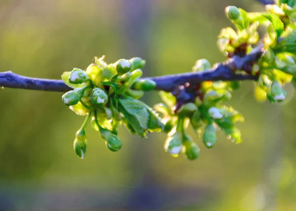 Erste Frühlingsknospen Eines Kirschbaums Verschwommener Hintergrund Frühling Garten Und Der — Stockfoto