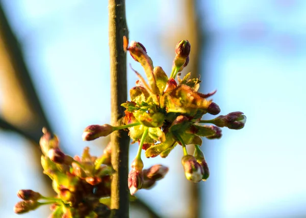První Jarní Poupata Třešně Rozmazané Pozadí Jaro Zahradě Přírodě — Stock fotografie