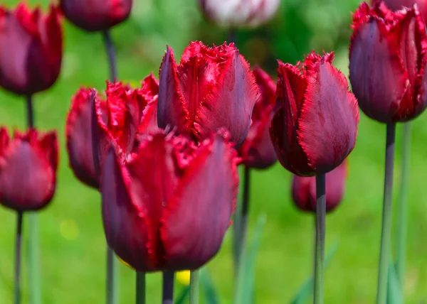 Hermosas Coloridas Brillantes Flores Tulipán Parque Primavera Despierta Varias Flores — Foto de Stock
