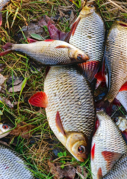 Hobby Wędkarskie Płacz Ryb Słodkowodnych Świeżo Wyłowionych Wody Rybołówstwo Słodkowodne — Zdjęcie stockowe