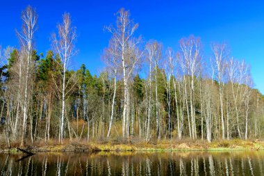 Sakin bir su yüzeyinde göllerin, bulutların ve ağaçların yansımalarıyla renkli bahar manzarası