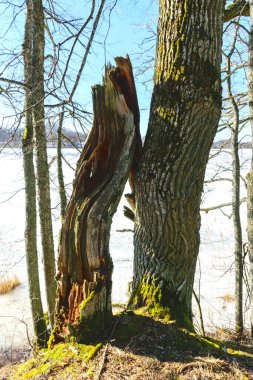 Baharda çıplak ağaç gövdeleri, göl kıyısında yaşlı ağaçlar, parlak mavi gökyüzü.
