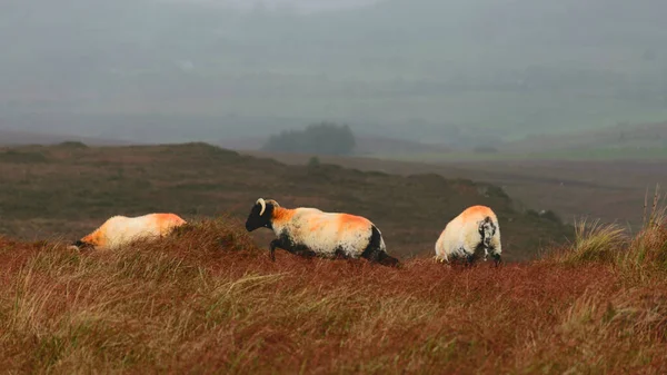 Ländliche Herbstlandschaft Gemalte Schafherde Auf Einer Schönen Bergwiese Gesunde Viehfütterung — Stockfoto