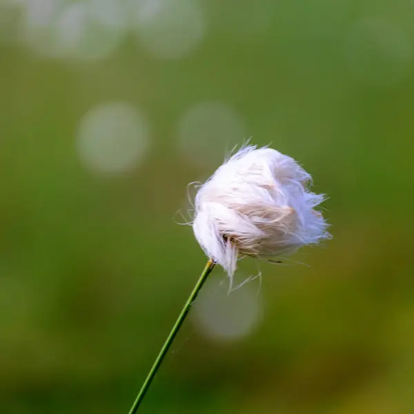 Мягкий Белый Болотный Цветок Крупным Планом Зеленый Фон Солнечное Летнее — стоковое фото