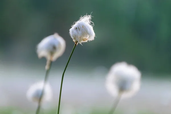 Suave Flor Pantano Blanco Primer Plano Fondo Verde Mañana Soleada — Foto de Stock