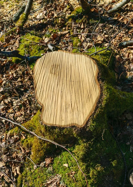腐った古い木の抽象的なクローズアップ 木の質感 背景に適した — ストック写真