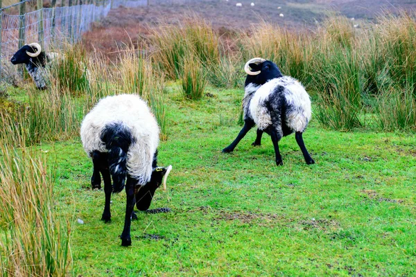 秋の田園風景 美しい山の牧草地で羊の群れを描いた 緑豊かな農村環境で健康な家畜の給餌 恥ずかしがり屋の地形 伝統的なアイルランドの風景 — ストック写真