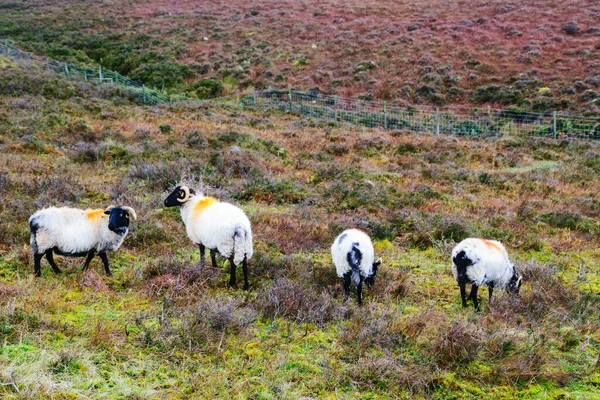Paesaggio Rurale Autunnale Gregge Pecore Dipinte Bellissimo Prato Montagna Bestiame — Foto Stock