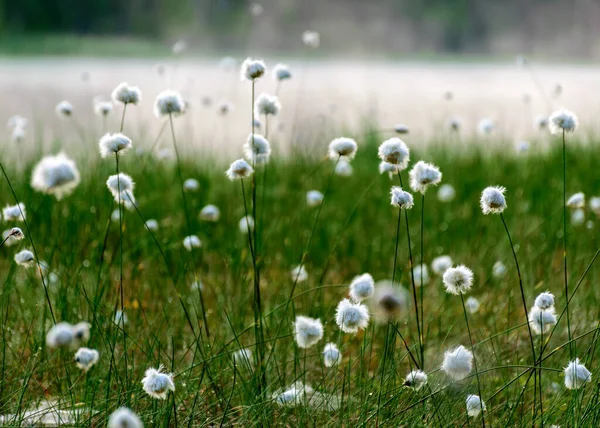 Нежные Белые Болотные Цветы Зеленый Фон Солнечное Летнее Утро Туман — стоковое фото