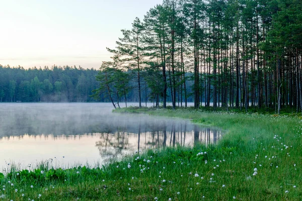 happy summer morning landscape by the lake, tree reflections in calm water, light fog on the water surface, swampy lake shore