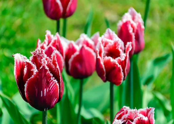 Gorgeous Colorful Bright Tulip Flowers Park Spring Awakens Various Flowers — Stock Photo, Image