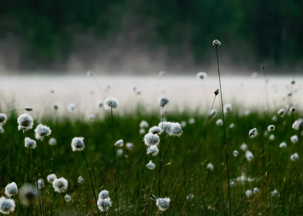 Suave Flores Pantano Blanco Fondo Verde Mañana Verano Soleado Niebla — Foto de Stock