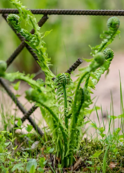 シダの葉の背景 緑色のシダの芽 Polypodiophyta 春の季節 接近中だ ぼやけた背景 — ストック写真