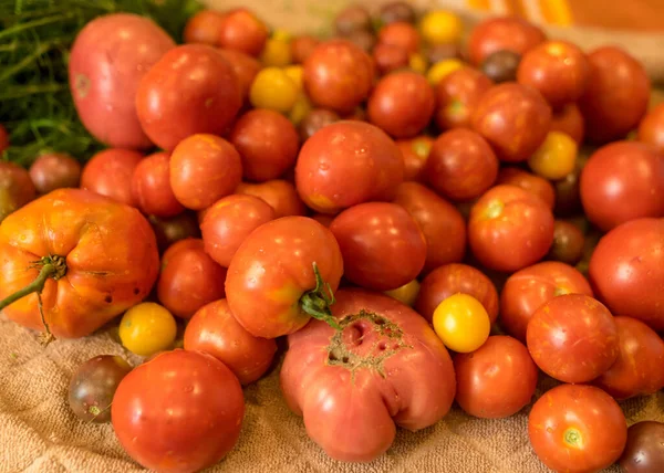 Tomates Diferentes Formas Cores Tamanhos Tempo Colheita Iguarias Verão — Fotografia de Stock