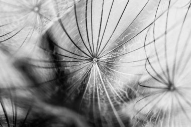 Siyah ve beyaz karahindiba tohumu yakın plan bulanık arka plan, hava ve kabarık duvar kağıdı, karahindiba kabarık duvar kağıdı, makro, soyutlama