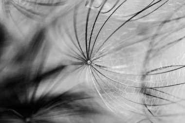 Siyah ve beyaz karahindiba tohumu yakın plan bulanık arka plan, hava ve kabarık duvar kağıdı, karahindiba kabarık duvar kağıdı, makro, soyutlama