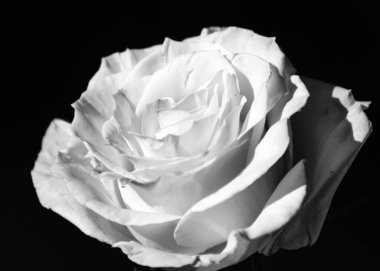 Güzel, basit siyah beyaz gül çiçeği, çiçeğin yakın plan görüntüsü, siyah beyaz fotoğraf.
