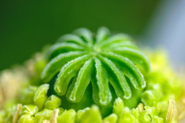 Makro haşhaş çiçeği, haşhaş kafanın yakın çekimi, içinde polen ve olgunlaşmamış haşhaş kapsülü, seçici odaklanma.