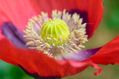Haşhaş çiçeği ve polenin fotoğrafı, olgunlaşmamış bir haşhaş kapsülünün içi.
