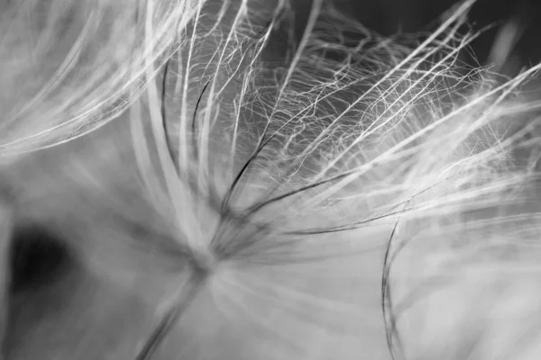 Black White Dandelion Seed Close Blurred Background Airy Fluffy Wallpaper — 스톡 사진