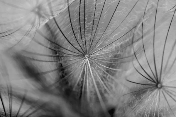 Black White Dandelion Seed Close Blurred Background Airy Fluffy Wallpaper — 스톡 사진