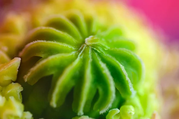Makro Haşhaş Çiçeği Haşhaş Kafanın Yakın Çekimi Içinde Polen Olgunlaşmamış — Stok fotoğraf