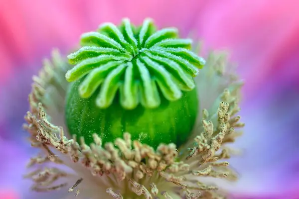 Macro Shot Poppy Flower Close Poppy Head Pollen Immature Poppy — Stock Photo, Image
