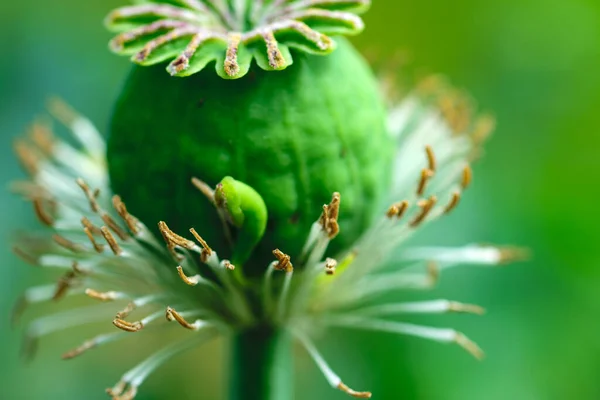 Macro Shot Van Papaverbloem Close Van Papaverkop Met Stuifmeel Onrijpe — Stockfoto